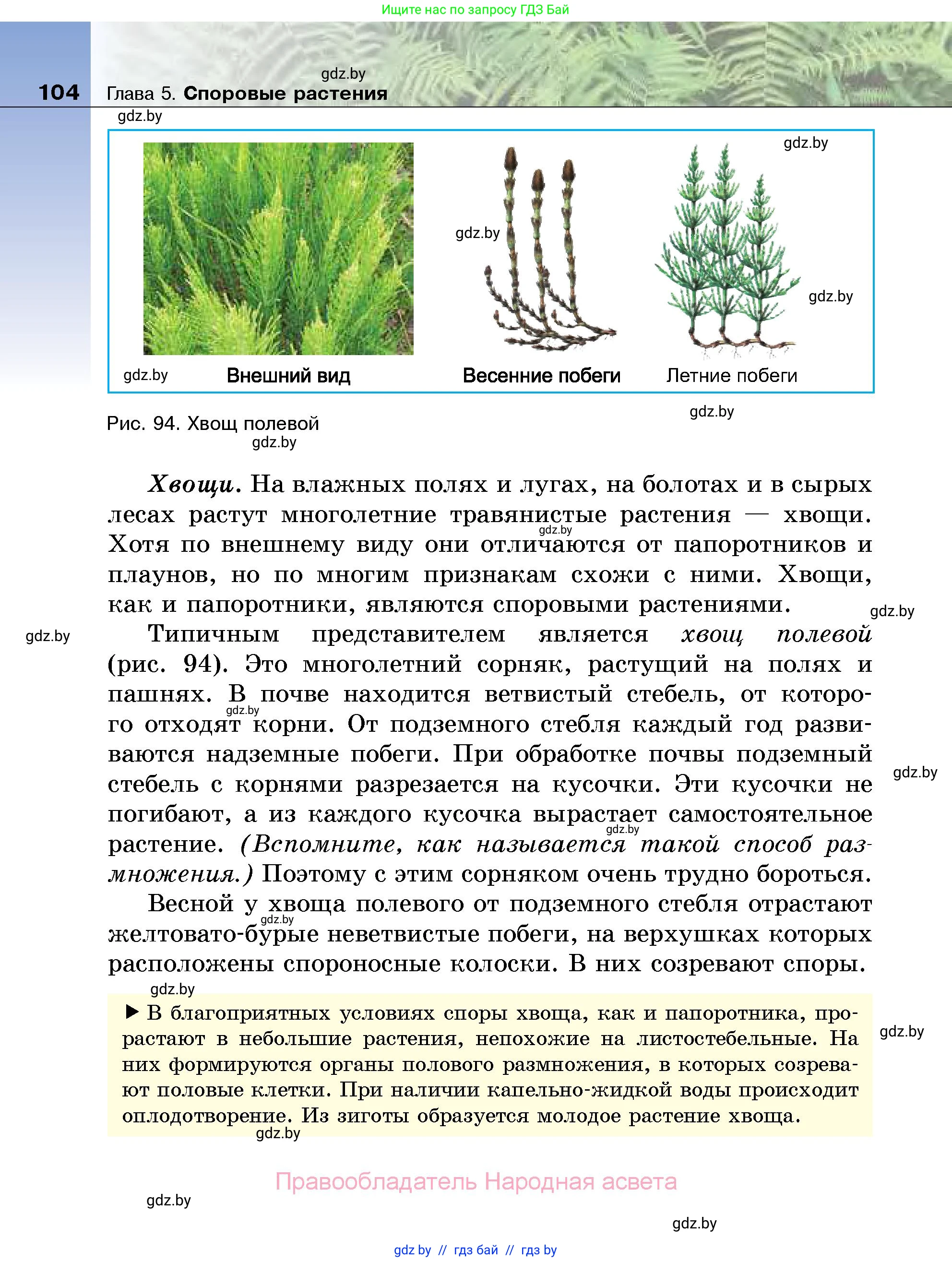 Биология, 7 класс Учебник, автор: Лисов Николай Дмитриевич, издательство Народная асвета, Минск, 2022, зелёного цвета, страница 104
