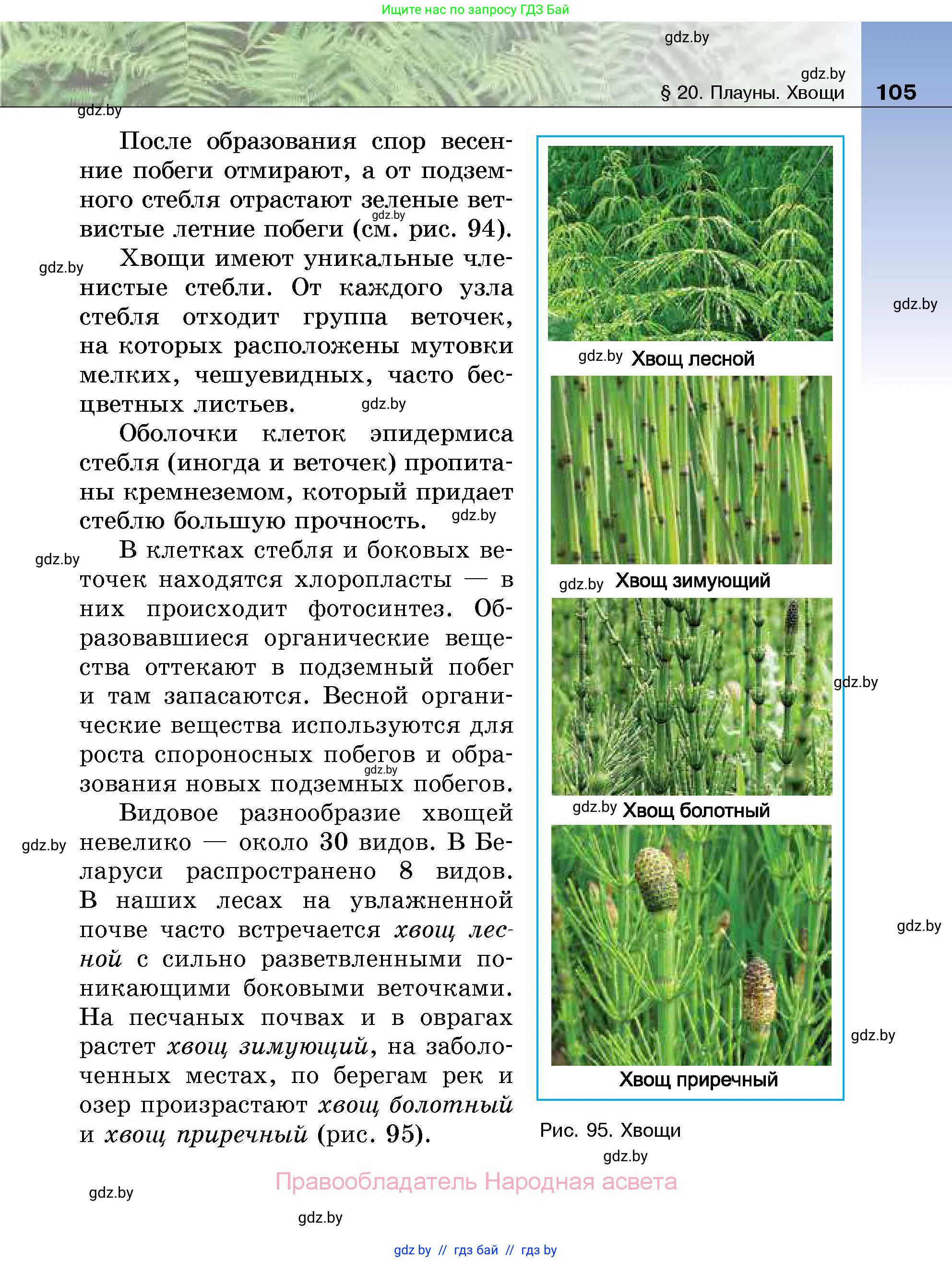 Биология, 7 класс Учебник, автор: Лисов Николай Дмитриевич, издательство Народная асвета, Минск, 2022, зелёного цвета, страница 105