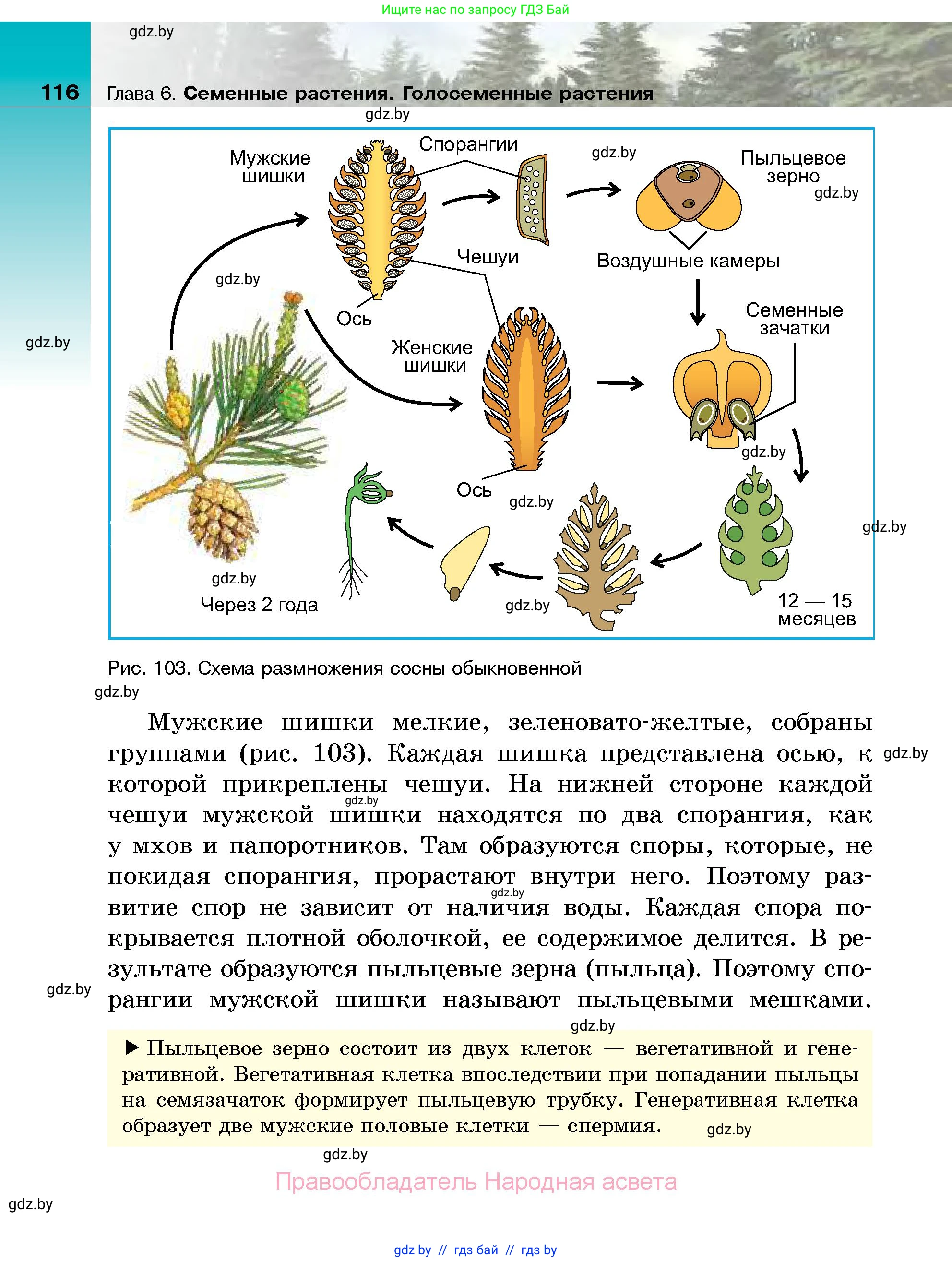 Биология, 7 класс Учебник, автор: Лисов Николай Дмитриевич, издательство Народная асвета, Минск, 2022, зелёного цвета, страница 116