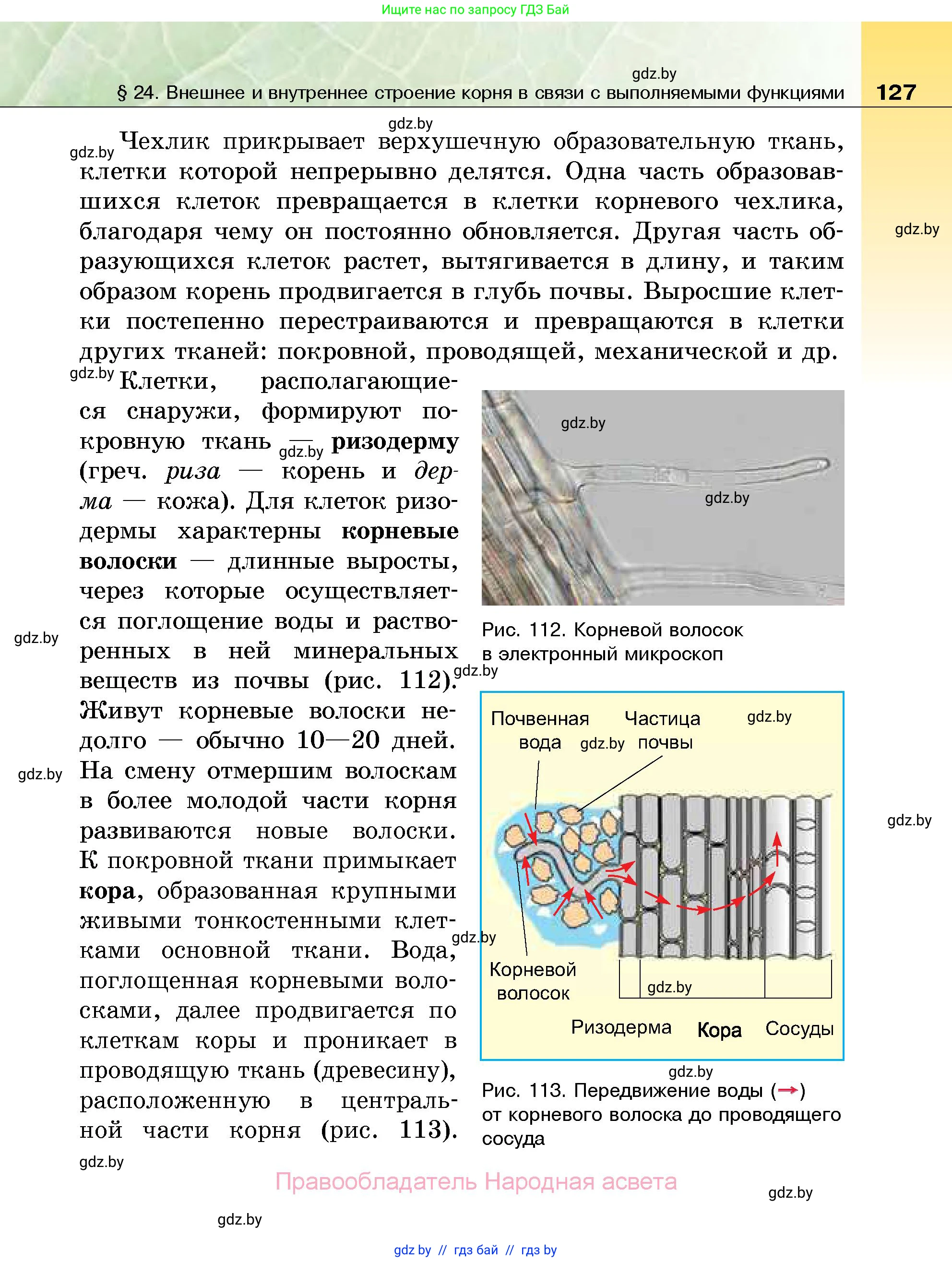 Биология, 7 класс Учебник, автор: Лисов Николай Дмитриевич, издательство Народная асвета, Минск, 2022, зелёного цвета, страница 127