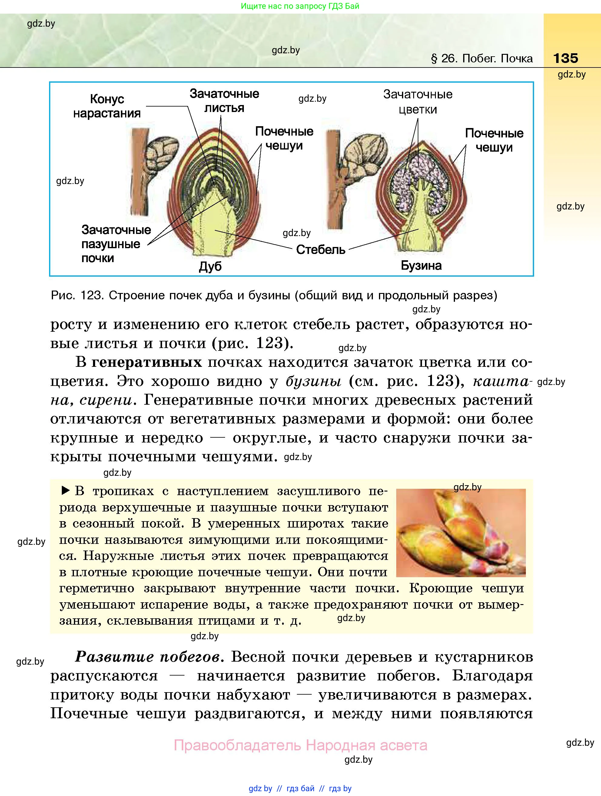Биология, 7 класс Учебник, автор: Лисов Николай Дмитриевич, издательство Народная асвета, Минск, 2022, зелёного цвета, страница 135