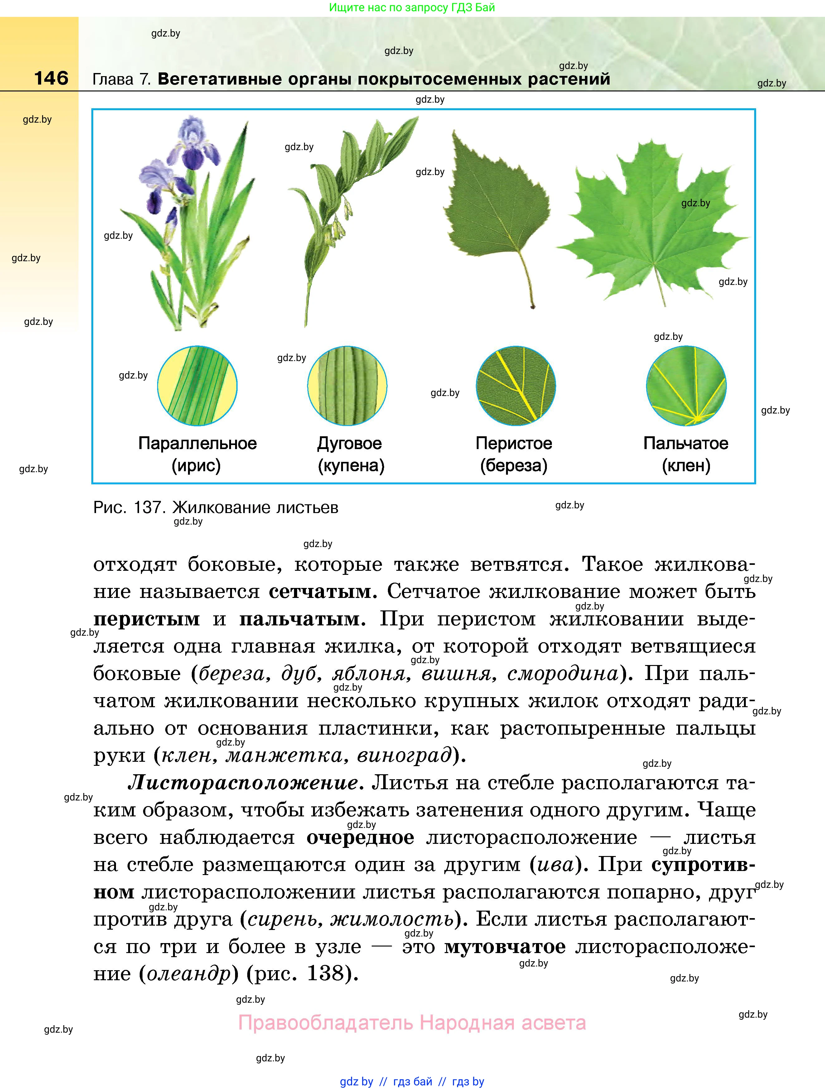 Биология, 7 класс Учебник, автор: Лисов Николай Дмитриевич, издательство Народная асвета, Минск, 2022, зелёного цвета, страница 146