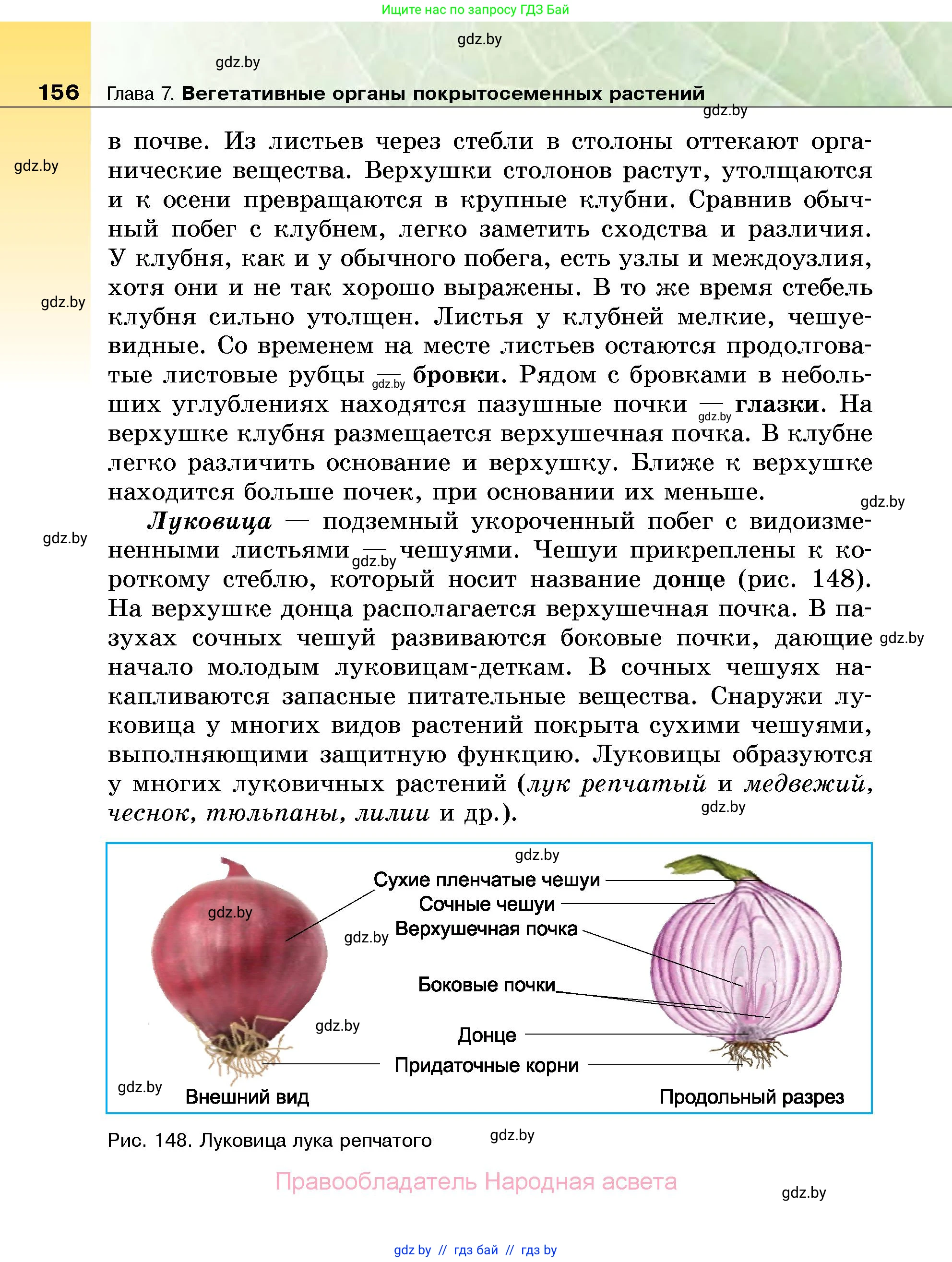 Биология, 7 класс Учебник, автор: Лисов Николай Дмитриевич, издательство Народная асвета, Минск, 2022, зелёного цвета, страница 156