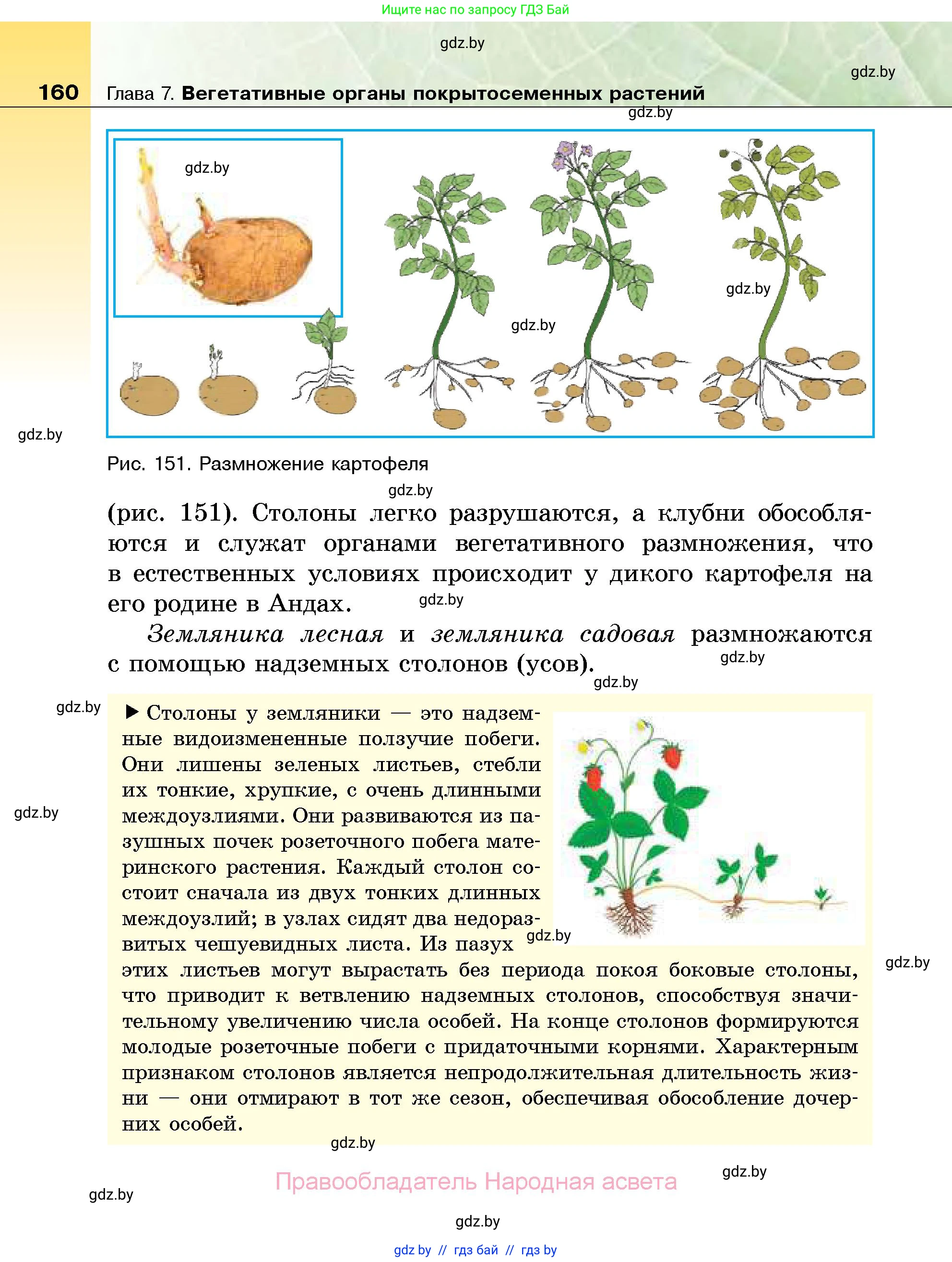 Биология, 7 класс Учебник, автор: Лисов Николай Дмитриевич, издательство Народная асвета, Минск, 2022, зелёного цвета, страница 160