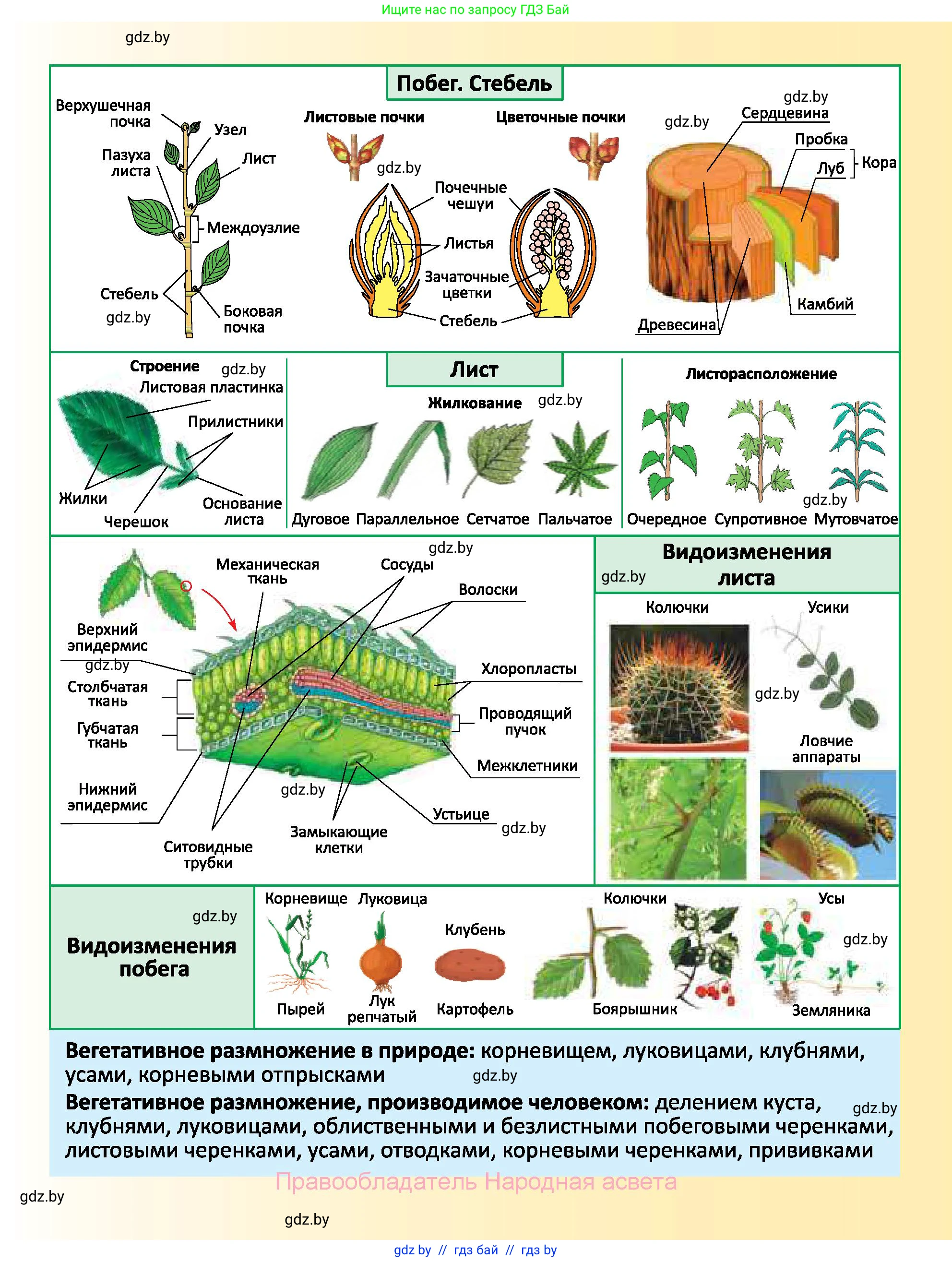 Биология, 7 класс Учебник, автор: Лисов Николай Дмитриевич, издательство Народная асвета, Минск, 2022, зелёного цвета, страница 167