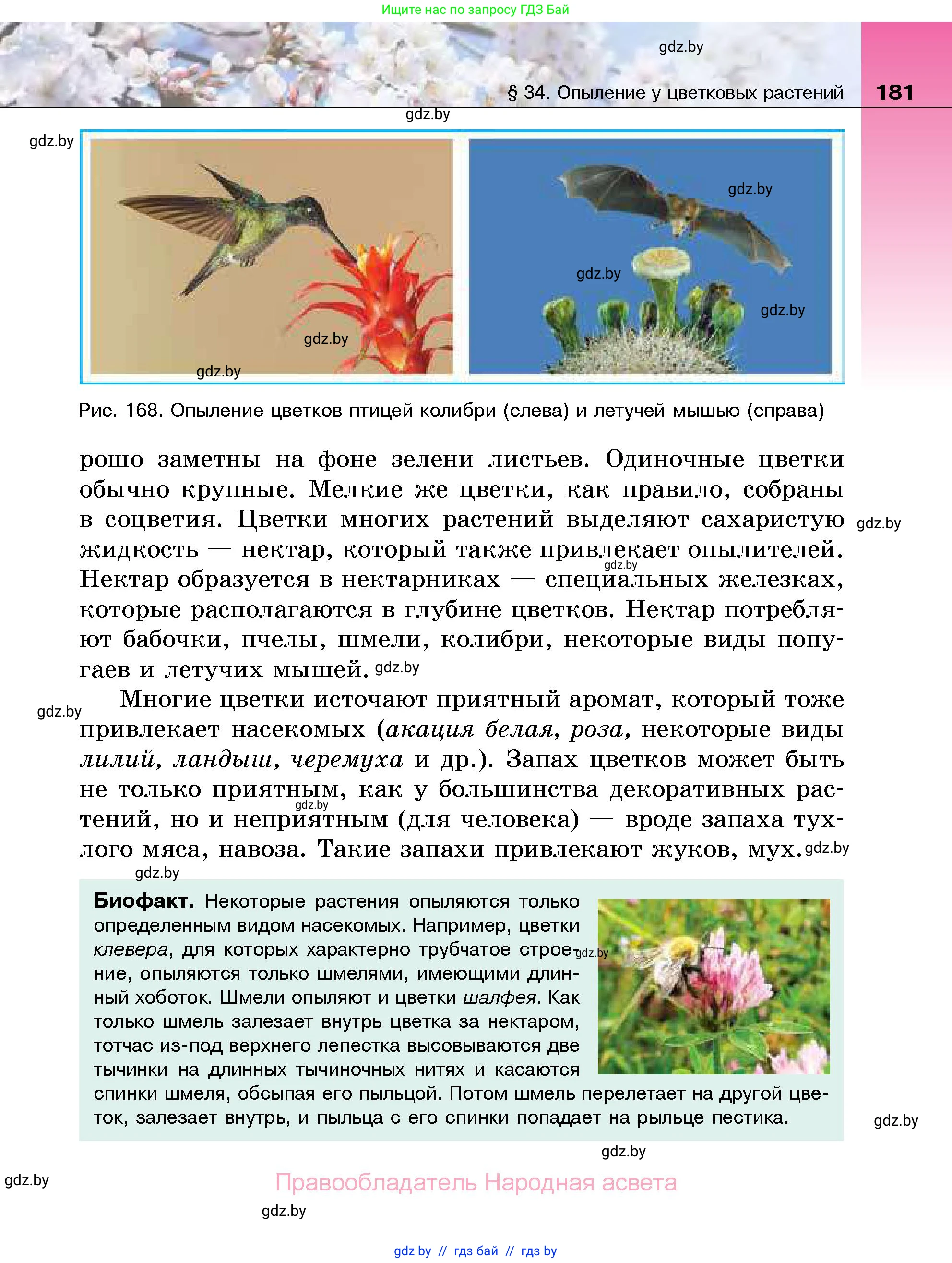 Биология, 7 класс Учебник, автор: Лисов Николай Дмитриевич, издательство Народная асвета, Минск, 2022, зелёного цвета, страница 181