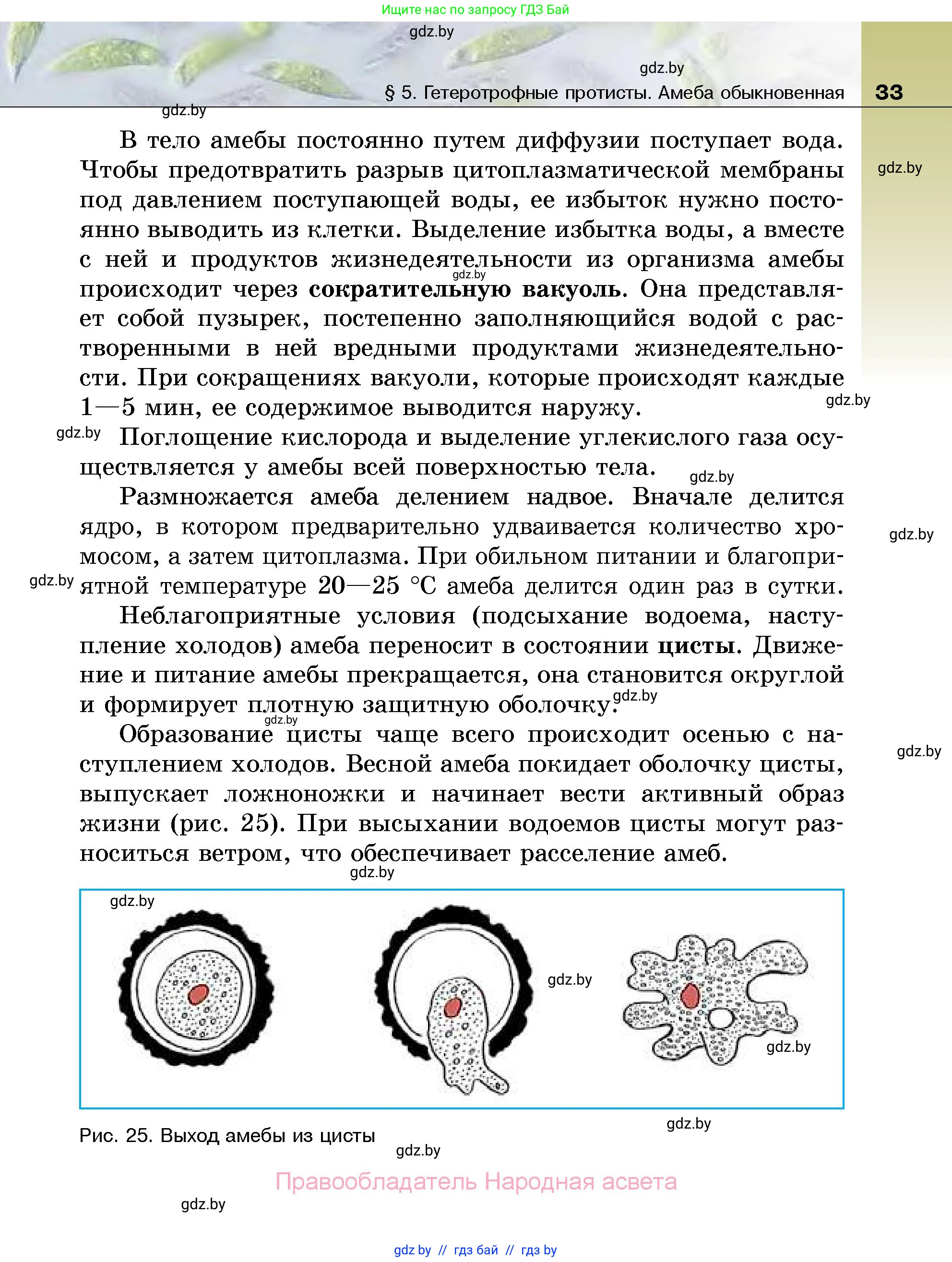Биология, 7 класс Учебник, автор: Лисов Николай Дмитриевич, издательство Народная асвета, Минск, 2022, зелёного цвета, страница 33