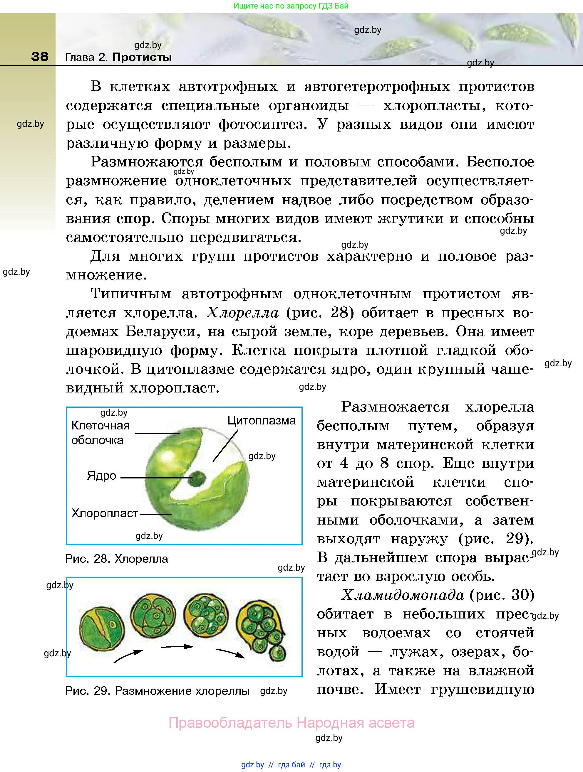 Биология, 7 класс Учебник, автор: Лисов Николай Дмитриевич, издательство Народная асвета, Минск, 2022, зелёного цвета, страница 38