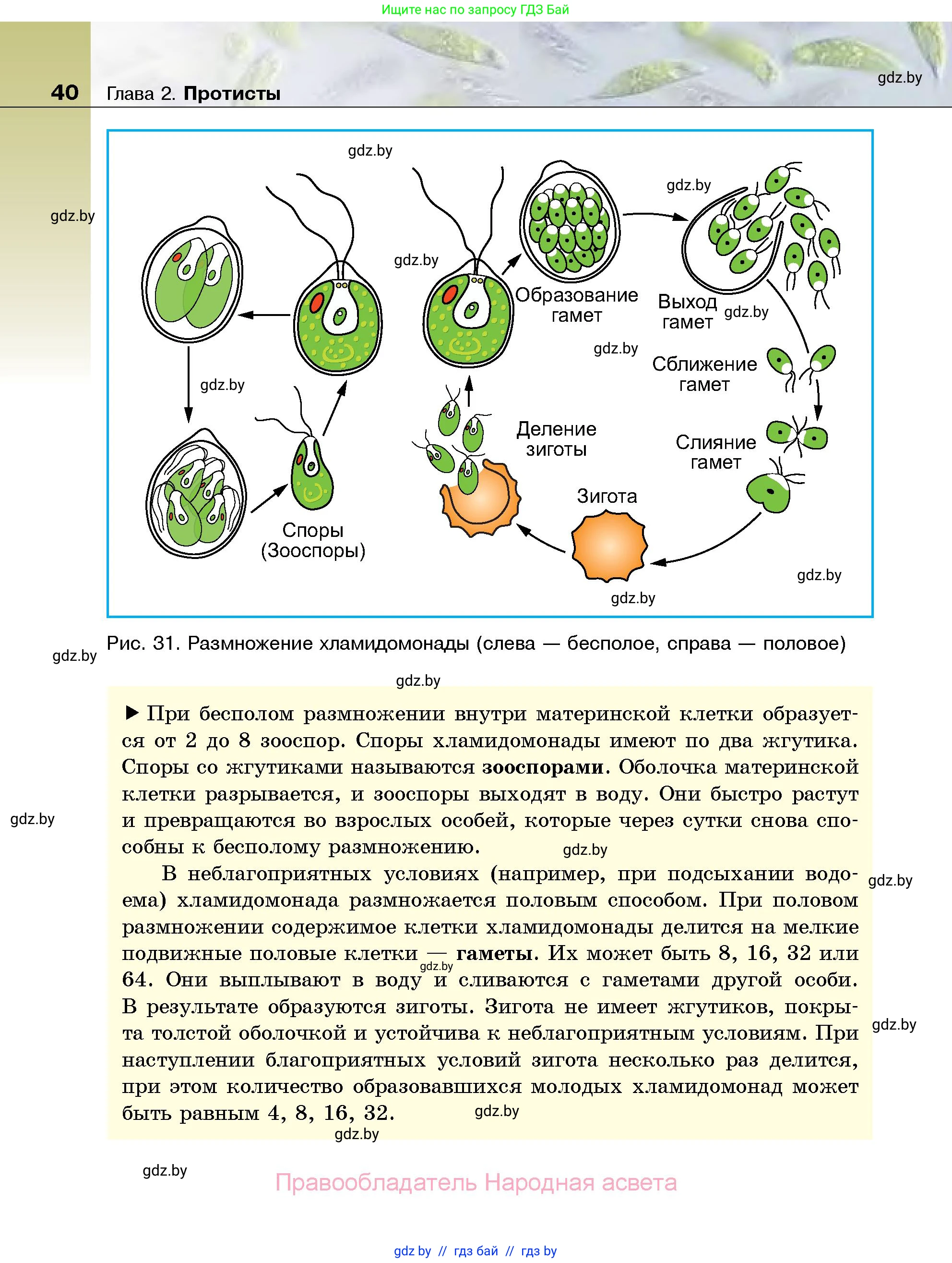 Биология, 7 класс Учебник, автор: Лисов Николай Дмитриевич, издательство Народная асвета, Минск, 2022, зелёного цвета, страница 40