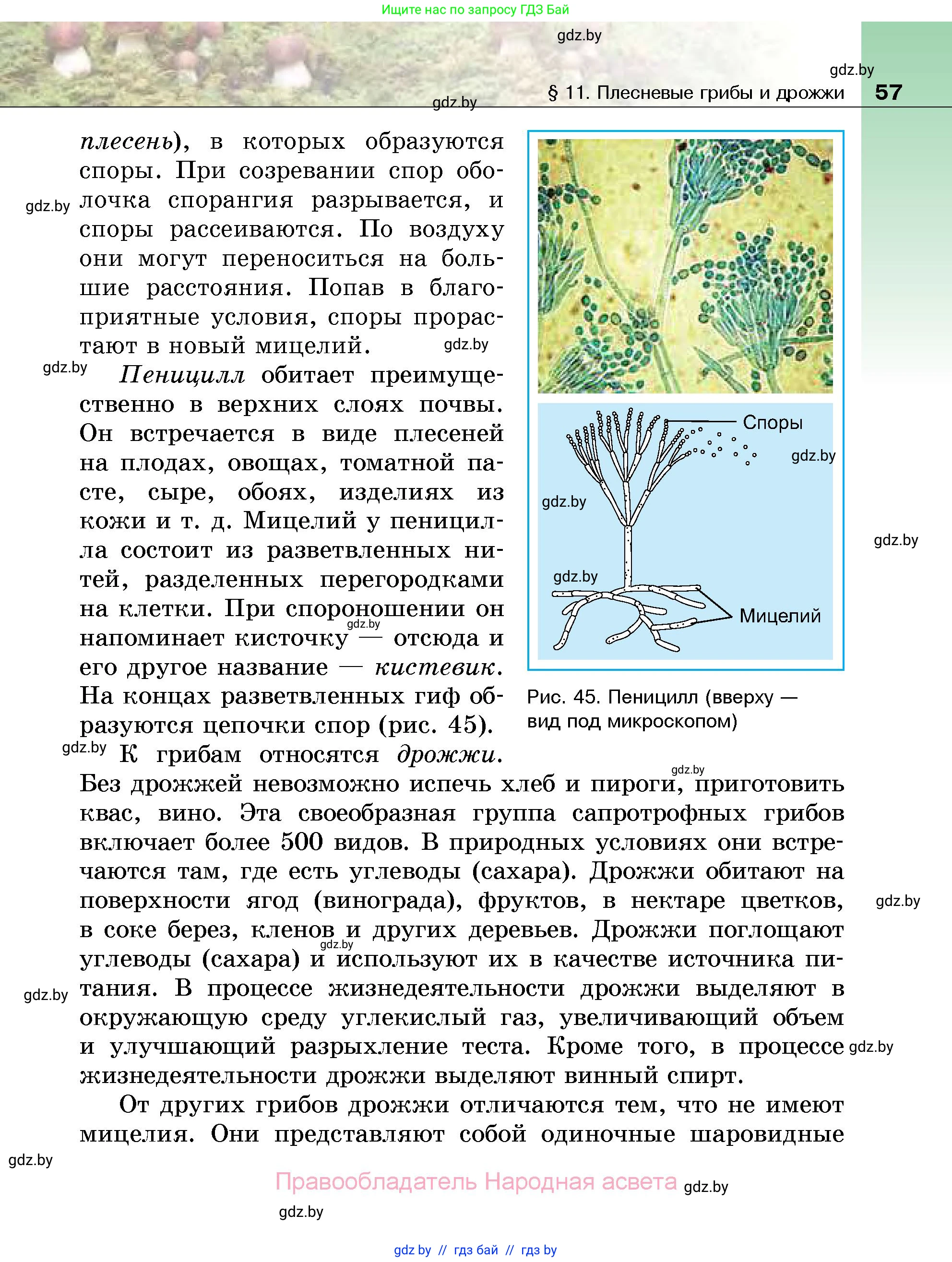 Биология, 7 класс Учебник, автор: Лисов Николай Дмитриевич, издательство Народная асвета, Минск, 2022, зелёного цвета, страница 57