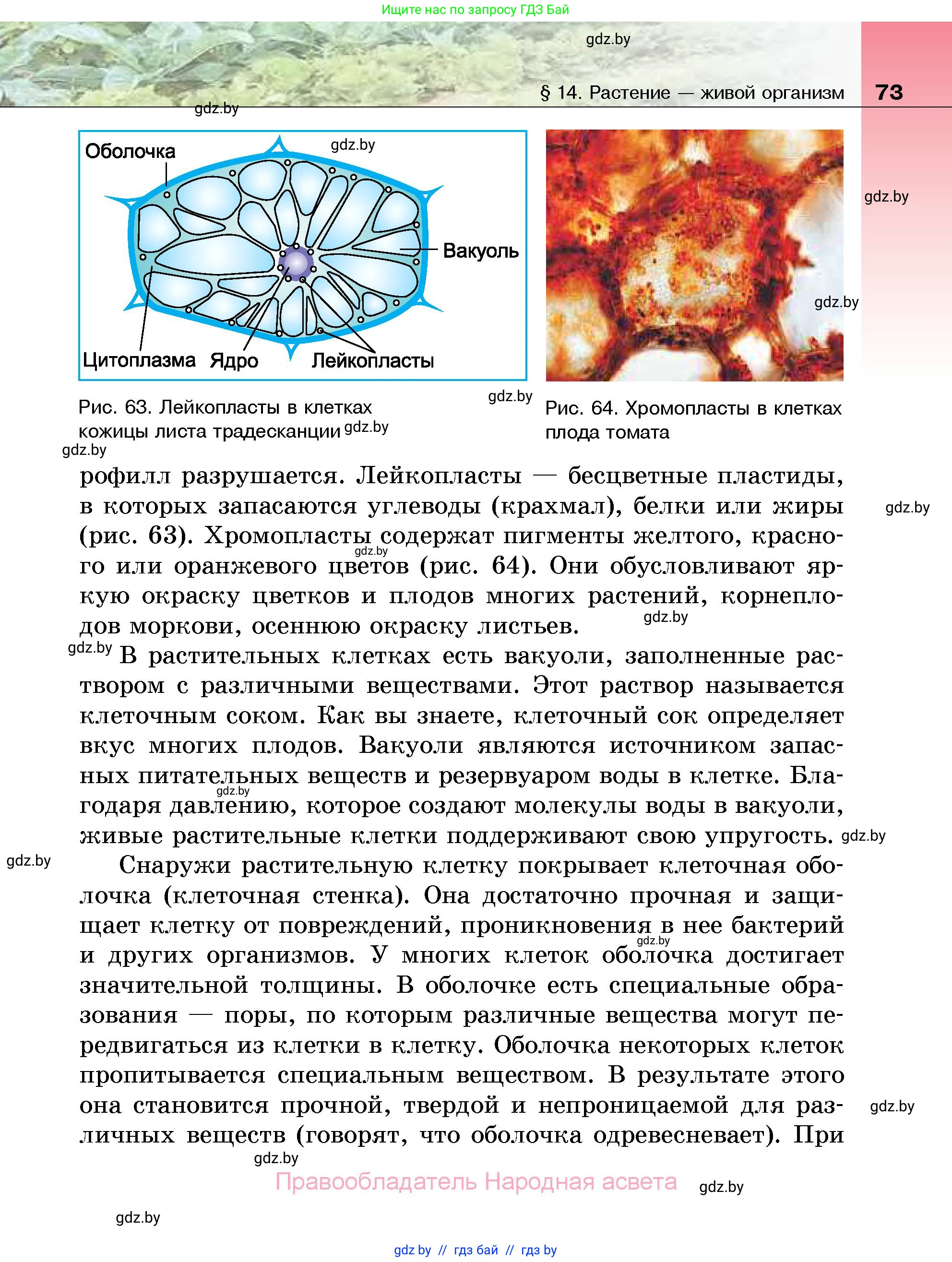 Биология, 7 класс Учебник, автор: Лисов Николай Дмитриевич, издательство Народная асвета, Минск, 2022, зелёного цвета, страница 73