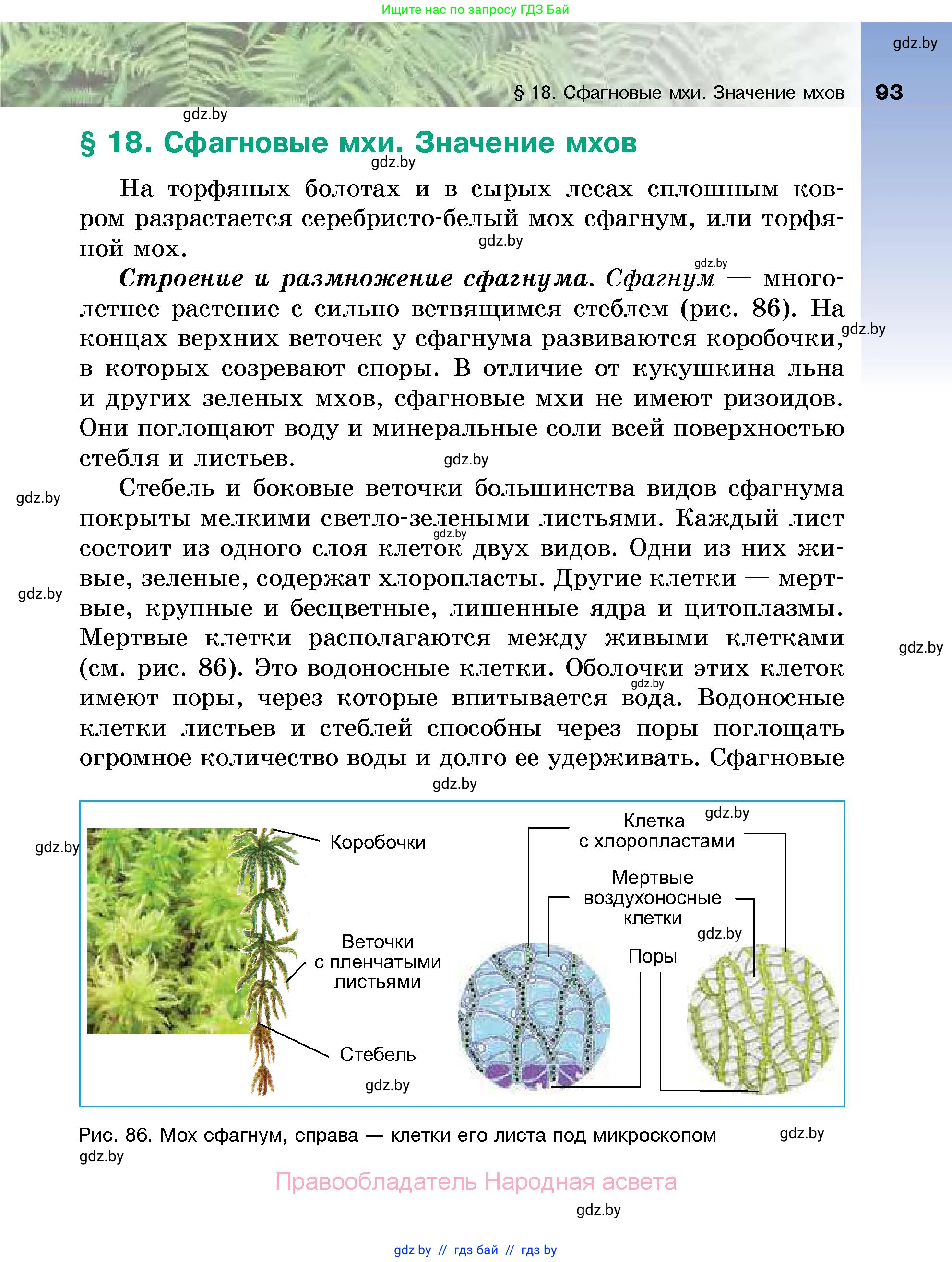 Биология, 7 класс Учебник, автор: Лисов Николай Дмитриевич, издательство Народная асвета, Минск, 2022, зелёного цвета, страница 93