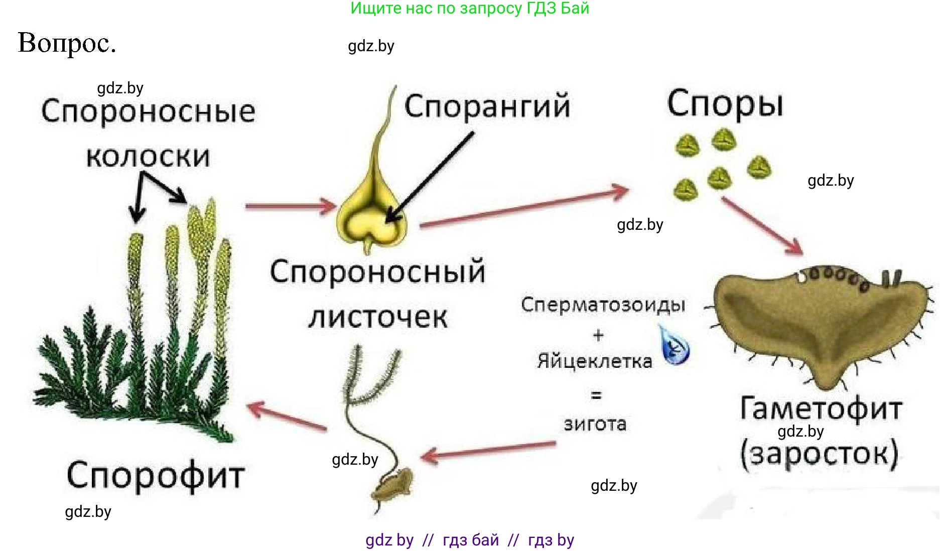 Биология, 7 класс Учебник, автор: Лисов Николай Дмитриевич, издательство Народная асвета, Минск, 2022, зелёного цвета, страница 107, Решение