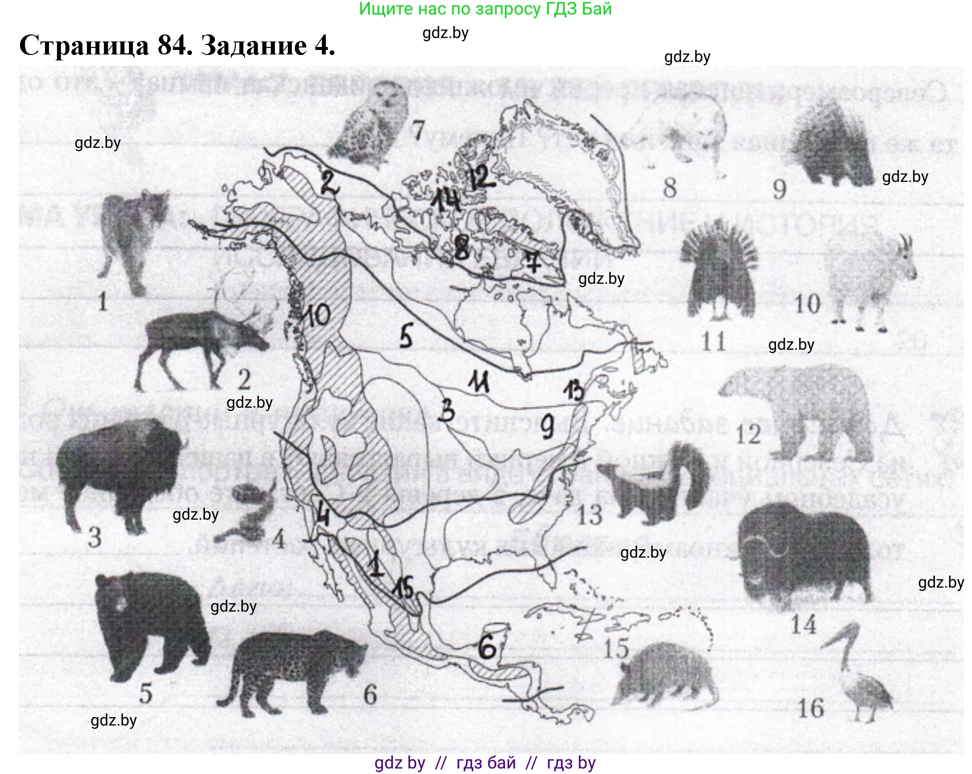География, 7 класс рабочая тетрадь, авторы: Кольмакова Елена Генадьевна, Сарычева Ольга Владимировна, Тарасенок Елена Николаевна, издательство Аверсэв, Минск, 2024, страница 84, номер 4, Решение