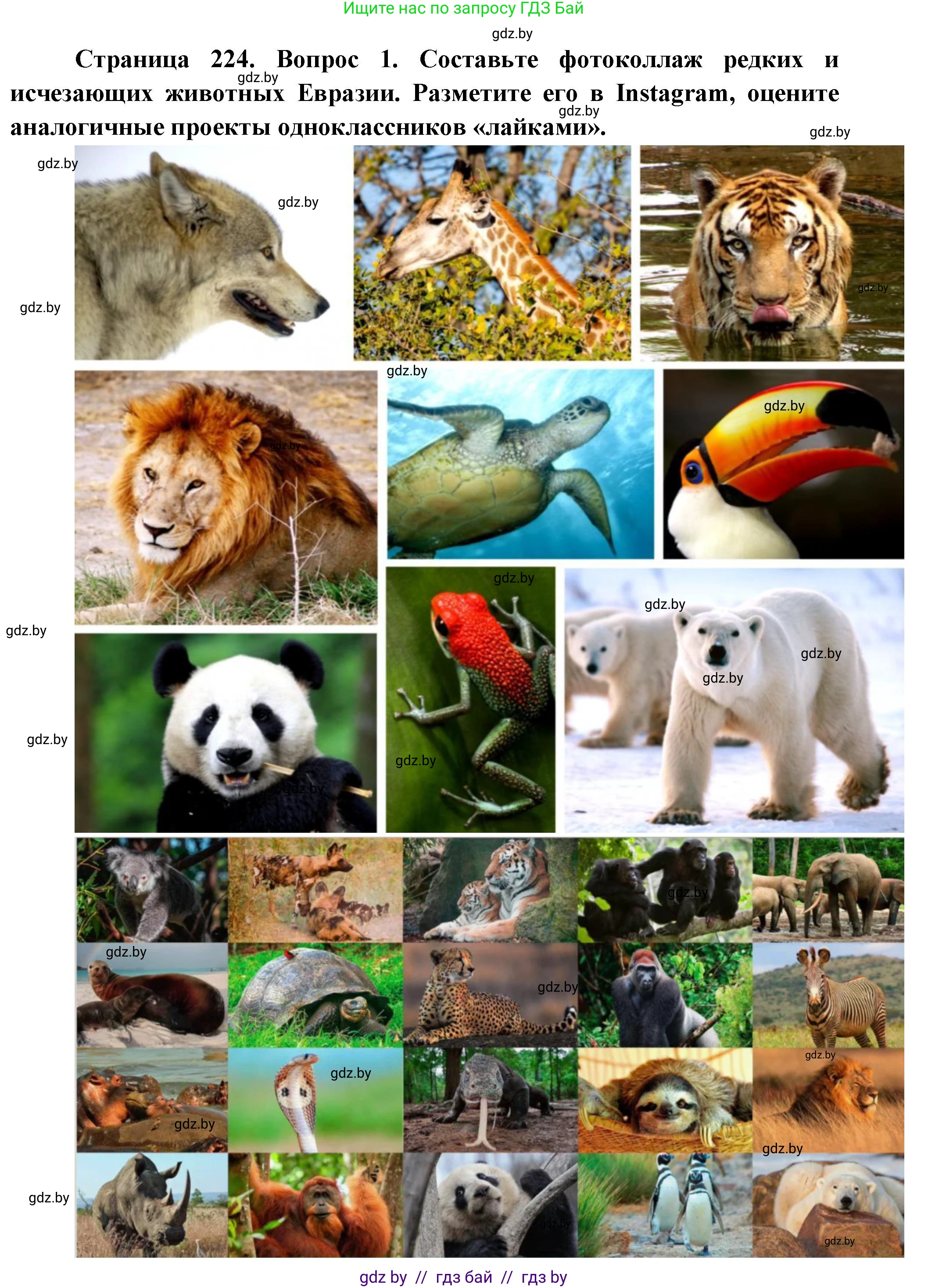 География, 7 класс Учебник, авторы: Кольмакова Елена Генадьевна, Лопух Пётр Степанович, Сарычева Ольга Владимировна, издательство Адукацыя i выхаванне, Минск, 2023, страница 224, Решение