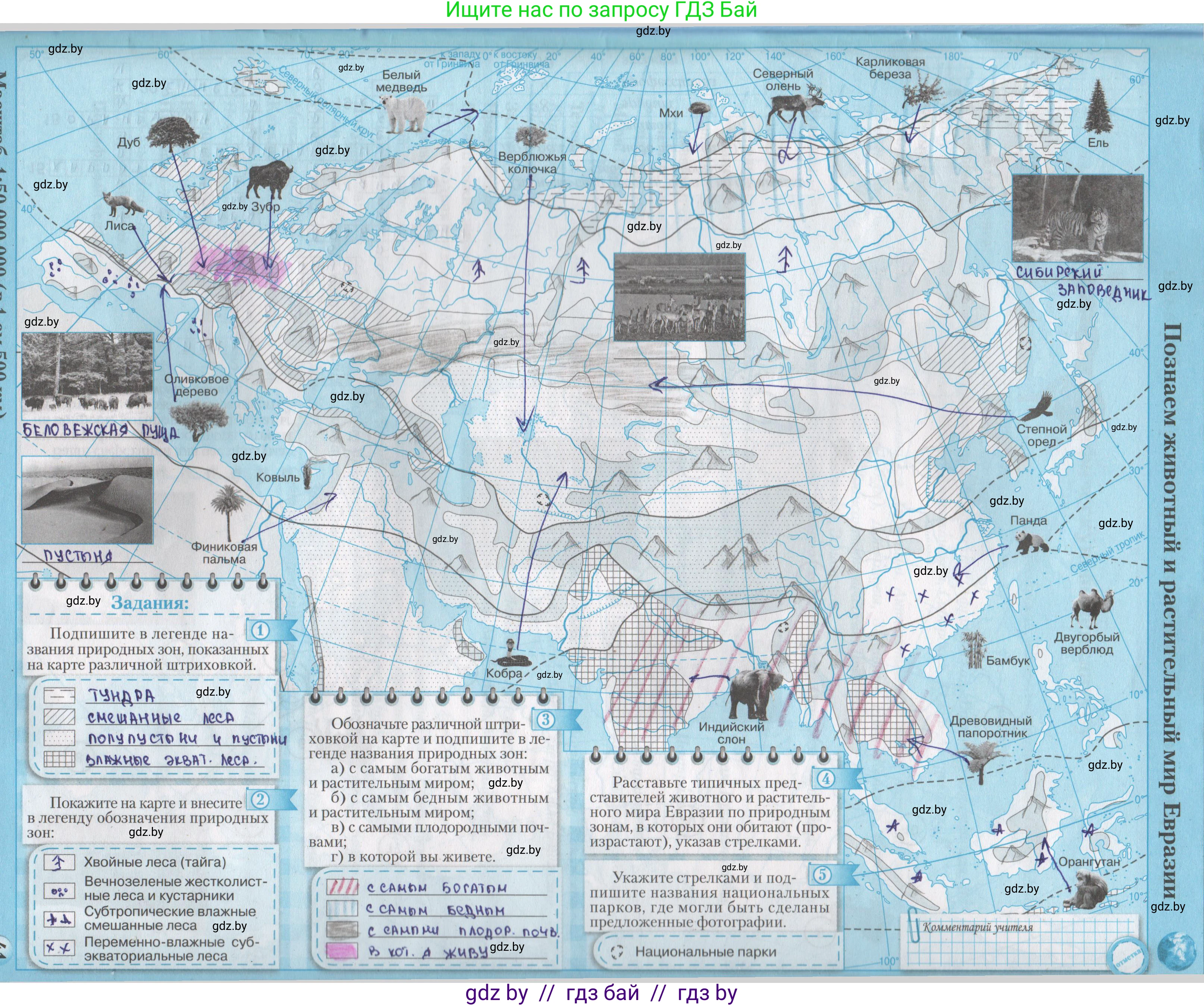 География, 7 класс Контурные карты, авторы: Кольмакова Елена Генадьевна, Сарычева Ольга Владимировна, издательство Белкартография, Минск, 2021, голубого цвета, страница 41, Решение